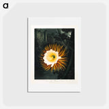 アートポストカード-The Night-Blowing Cereus
 - ロバート ジョン ソーントン Postcard.