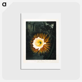 アートポストカード-The Night-Blowing Cereus
 - ロバート ジョン ソーントン Postcard.