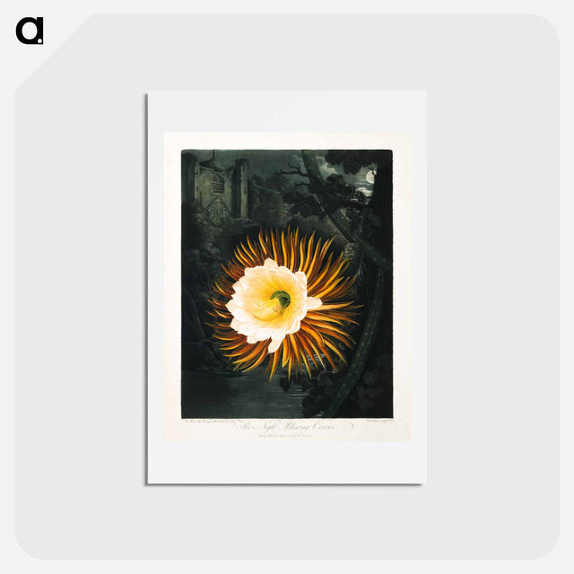 アートポストカード-The Night-Blowing Cereus
 - ロバート ジョン ソーントン Postcard.