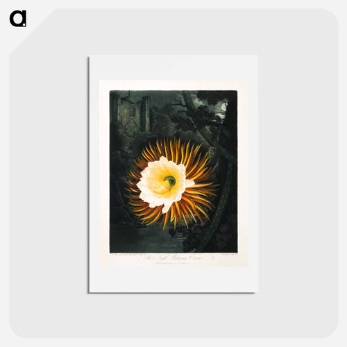 The Night-Blowing Cereus
 - Robert John Thornton Postcard.