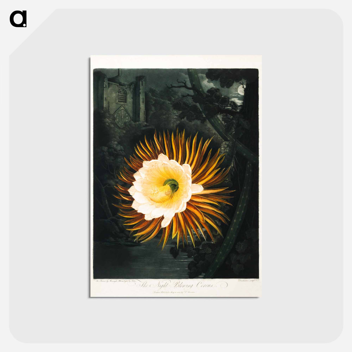 アートポストカード-The Night-Blowing Cereus
 - ロバート ジョン ソーントン Postcard.