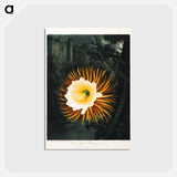 アートポストカード-The Night-Blowing Cereus
 - ロバート ジョン ソーントン Postcard.