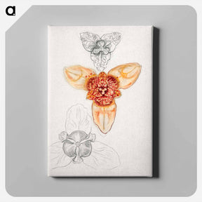 アートパネル-Japanese Lily - サミュエル コールマン Canvas.