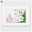 1-36_Seiyo-Soka-Zufu_picture