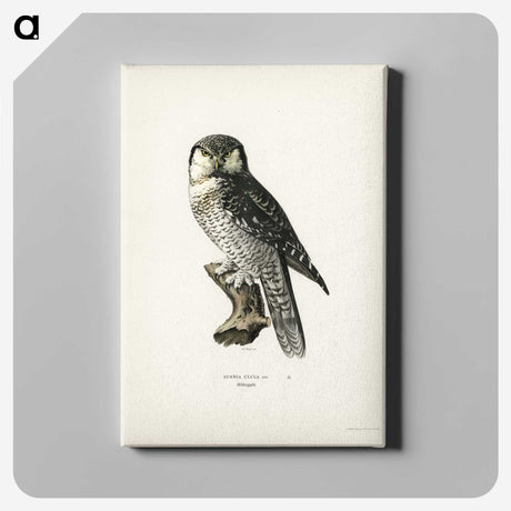 1-36_Svenska-Faglar_canvas