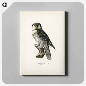 アートパネル-Northern Hawk-Owl
 - スヴェンスカ フォグラル Canvas.