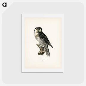 アートポストカード-Northern Hawk-Owl
 - スヴェンスカ フォグラル Postcard.