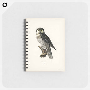 アートメモ帳-Northern Hawk-Owl
 - スヴェンスカ フォグラル Memo.