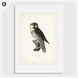 1-36_Svenska-Faglar_picture