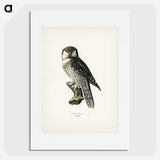 1-36_Svenska-Faglar_picture