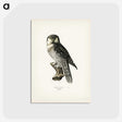 1-36_Svenska-Faglar_postcard