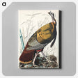 アートパネル-Wild Turkey or Great American Cock from Birds of America
 - アメリカの鳥たち Canvas.
