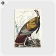 アートポストカード-Wild Turkey or Great American Cock from Birds of America
 - アメリカの鳥たち Postcard.
