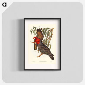 アートポスター-Gang-gang Cockatoo
 - オーストラリアの鳥 Poster.