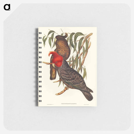 アートメモ帳-Gang-gang Cockatoo
 - オーストラリアの鳥 Memo.