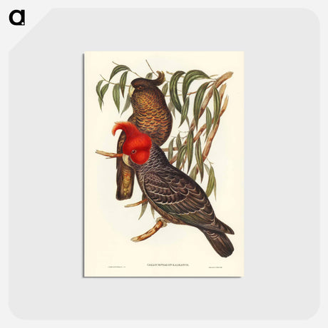 アートポストカード-Gang-gang Cockatoo
 - オーストラリアの鳥 Postcard.