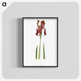1-36_The-Genus-Iris_blk-crop