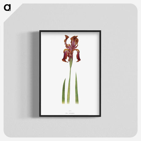 1-36_The-Genus-Iris_blk-crop
