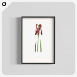 1-36_The-Genus-Iris_blk