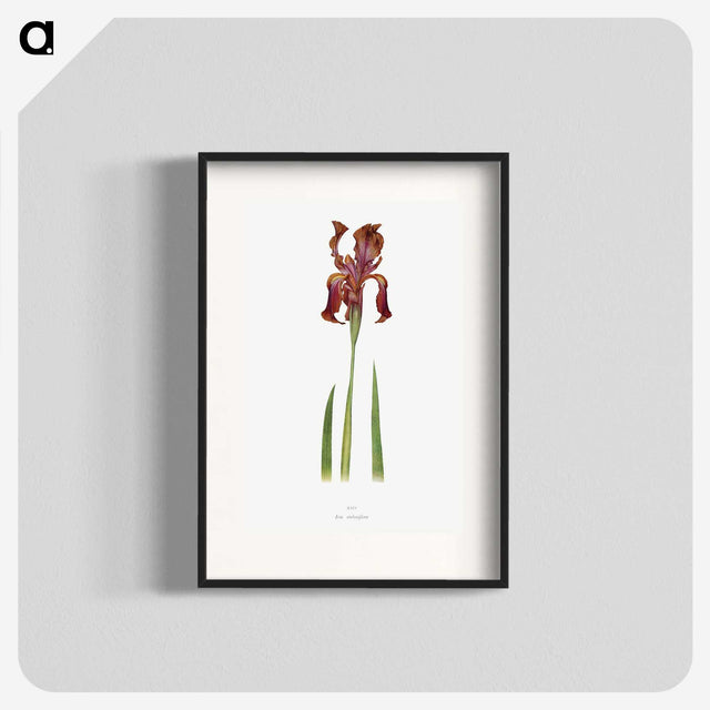1-36_The-Genus-Iris_blk