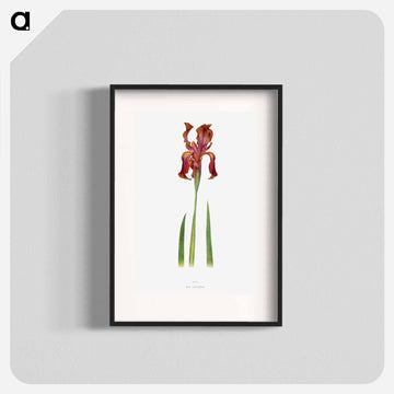 Iris Stolonifera from The genus Iris
 - アヤメ属 Poster.