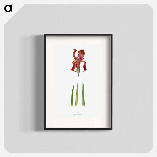 Iris Stolonifera from The genus Iris
 - アヤメ属 Poster.