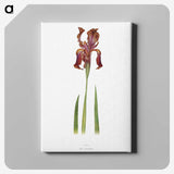 1-36_The-Genus-Iris_canvas