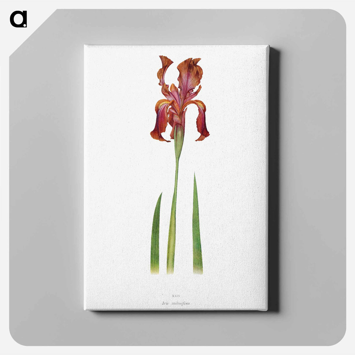 アートパネル-Iris Stolonifera from The genus Iris
 - アヤメ属 Canvas.