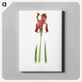 アートパネル-Iris Stolonifera from The genus Iris
 - アヤメ属 Canvas.