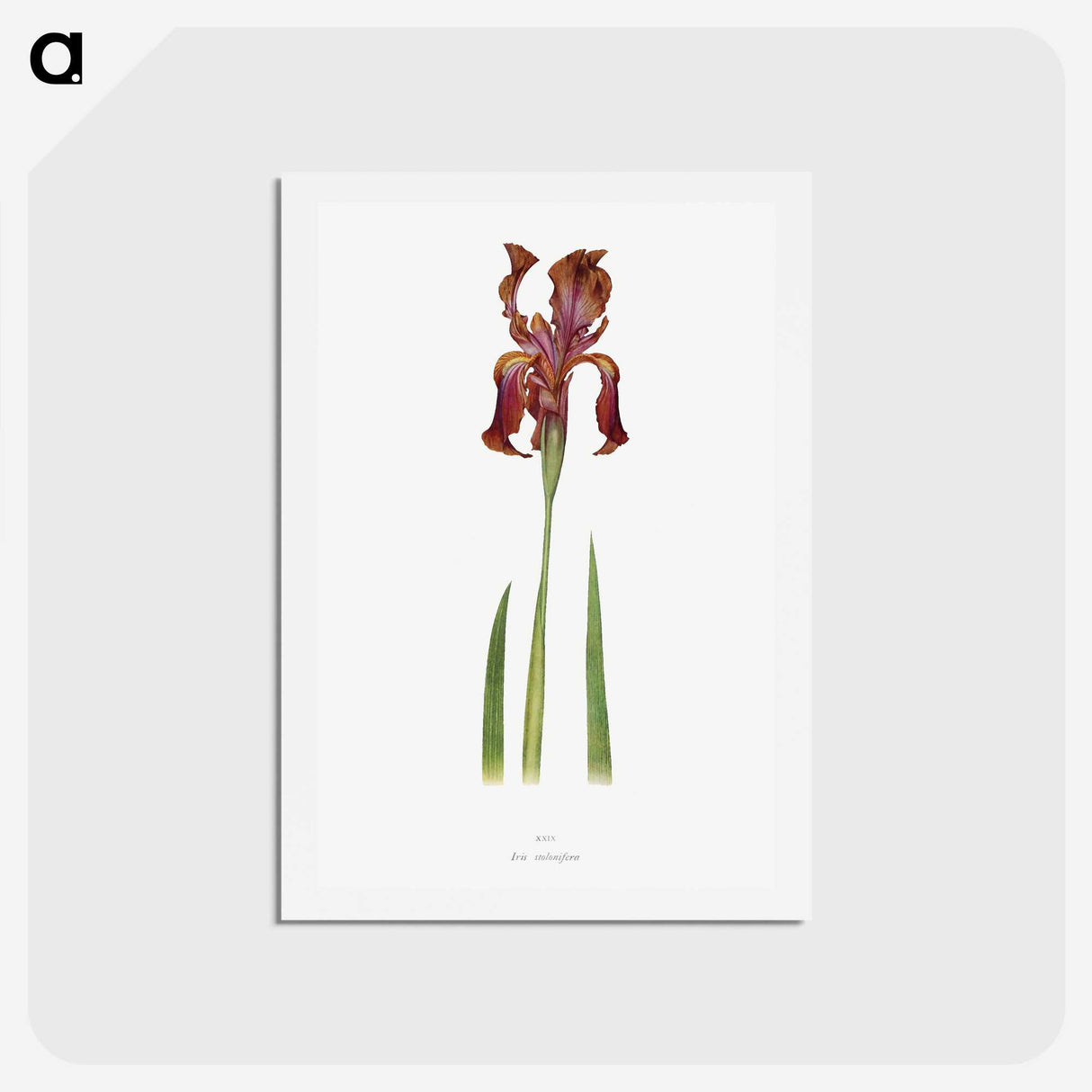 1-36_The-Genus-Iris_hagaki