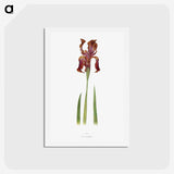 1-36_The-Genus-Iris_hagaki