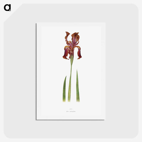 1-36_The-Genus-Iris_hagaki