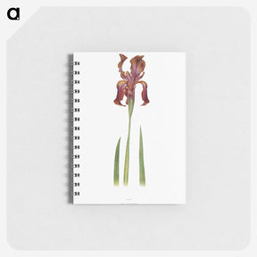 1-36_The-Genus-Iris_memo