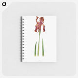 アートメモ帳-Iris Stolonifera from The genus Iris
 - アヤメ属 Memo.