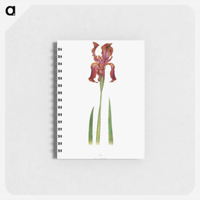 アートメモ帳-Iris Stolonifera from The genus Iris
 - アヤメ属 Memo.