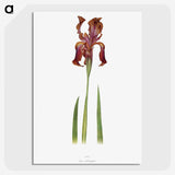 1-36_The-Genus-Iris_picture-crop