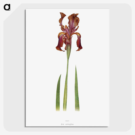 1-36_The-Genus-Iris_picture-crop