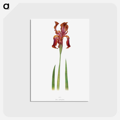 アートポストカード-Iris Stolonifera from The genus Iris
 - アヤメ属 Postcard.