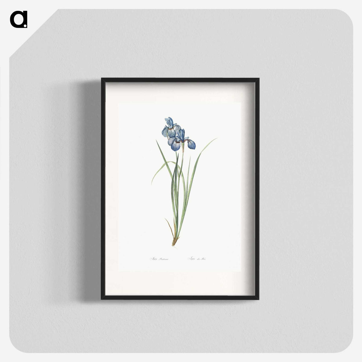 1-36_The-Lilies_blk