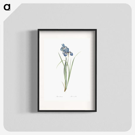1-36_The-Lilies_blk