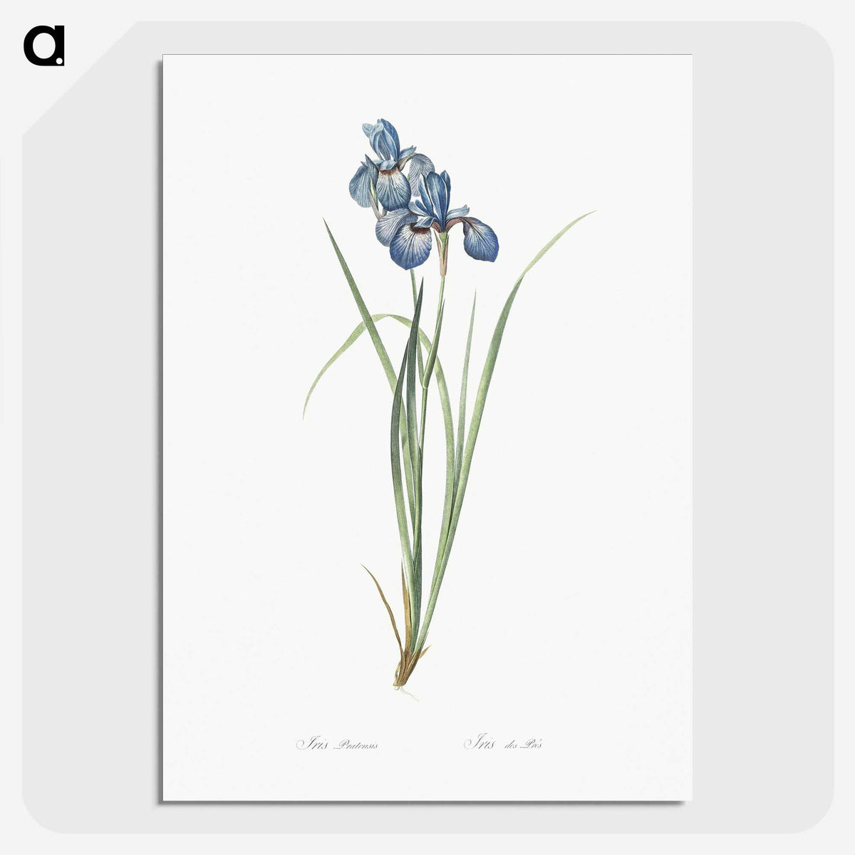 1-36_The-Lilies_picture-crop