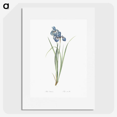 1-36_The-Lilies_picture