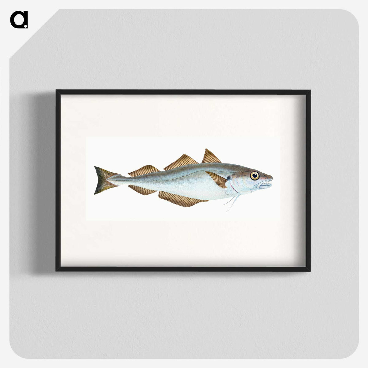 1-36_The-Natural-History-of-British-Fishes_blk