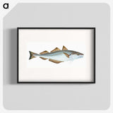 1-36_The-Natural-History-of-British-Fishes_blk