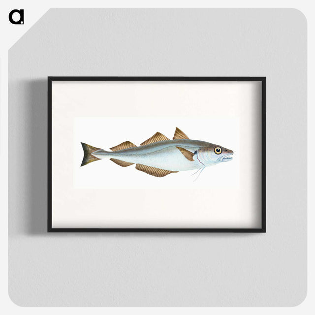 1-36_The-Natural-History-of-British-Fishes_blk