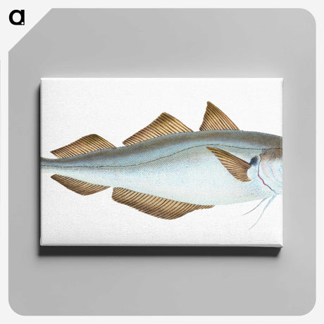 1-36_The-Natural-History-of-British-Fishes_canvas