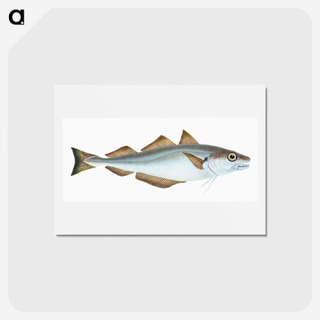 1-36_The-Natural-History-of-British-Fishes_hagaki