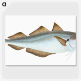 1-36_The-Natural-History-of-British-Fishes_picture-crop