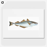 1-36_The-Natural-History-of-British-Fishes_picture