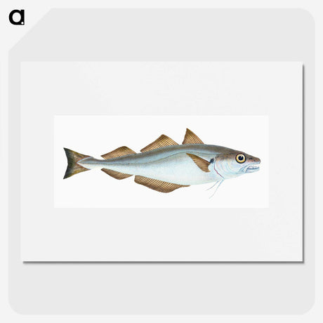 1-36_The-Natural-History-of-British-Fishes_picture